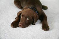 Dog, Carpet and Hardwood Flooring in North Bennington, VT